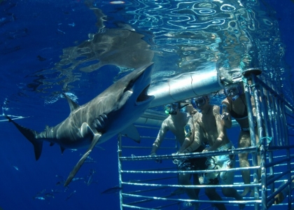 How I Overcame My Fear Of Sharks 